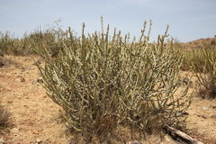 Euphorbia caducifolia